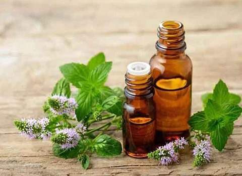 تصویر 3 از قیمت خرید عصاره روغنی کندش + فروش ویژه